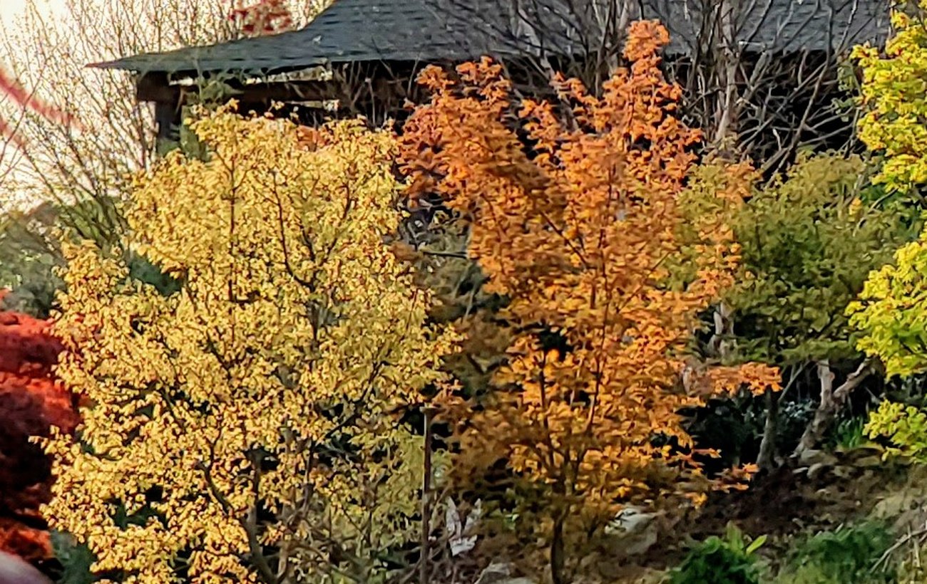 Japanese maples and specimen trees in fall color