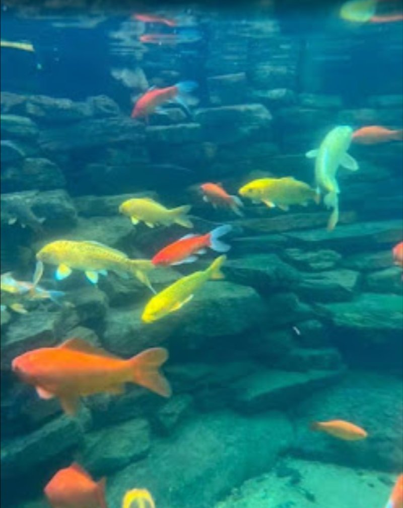 Koi swimming among submerged boulders in clear water