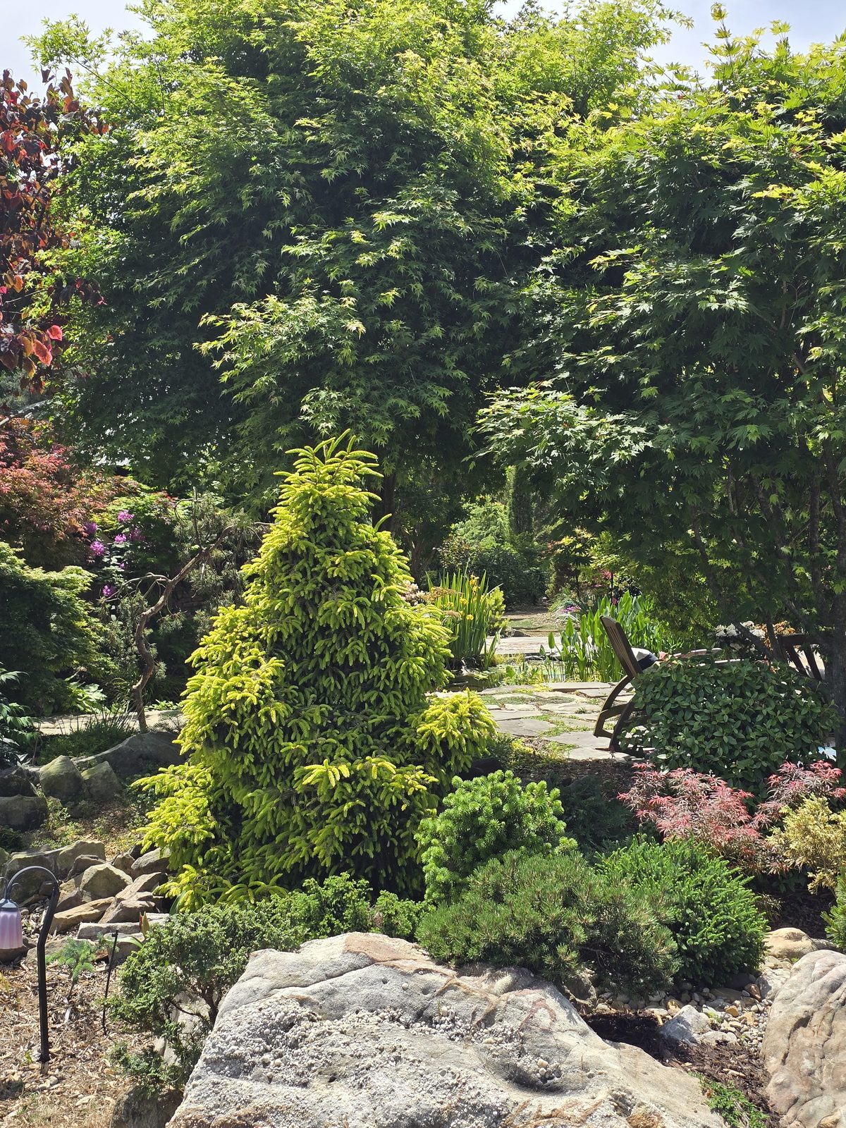 Layered planting of dwarf conifers, a Japanese maple, and perennials against a boulder