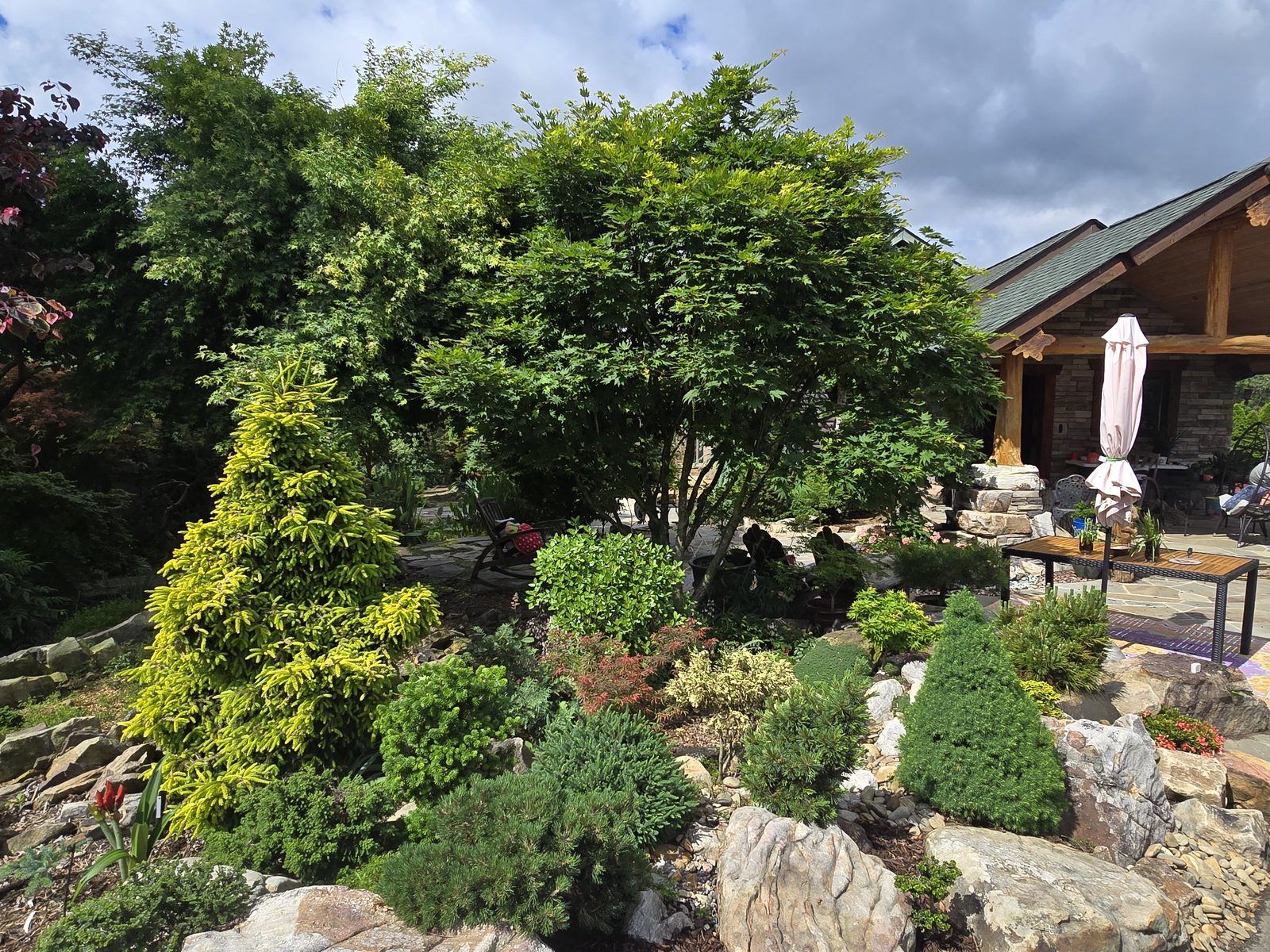 Mixed planting bed of dwarf conifers and perennials beside a stone patio and pergola