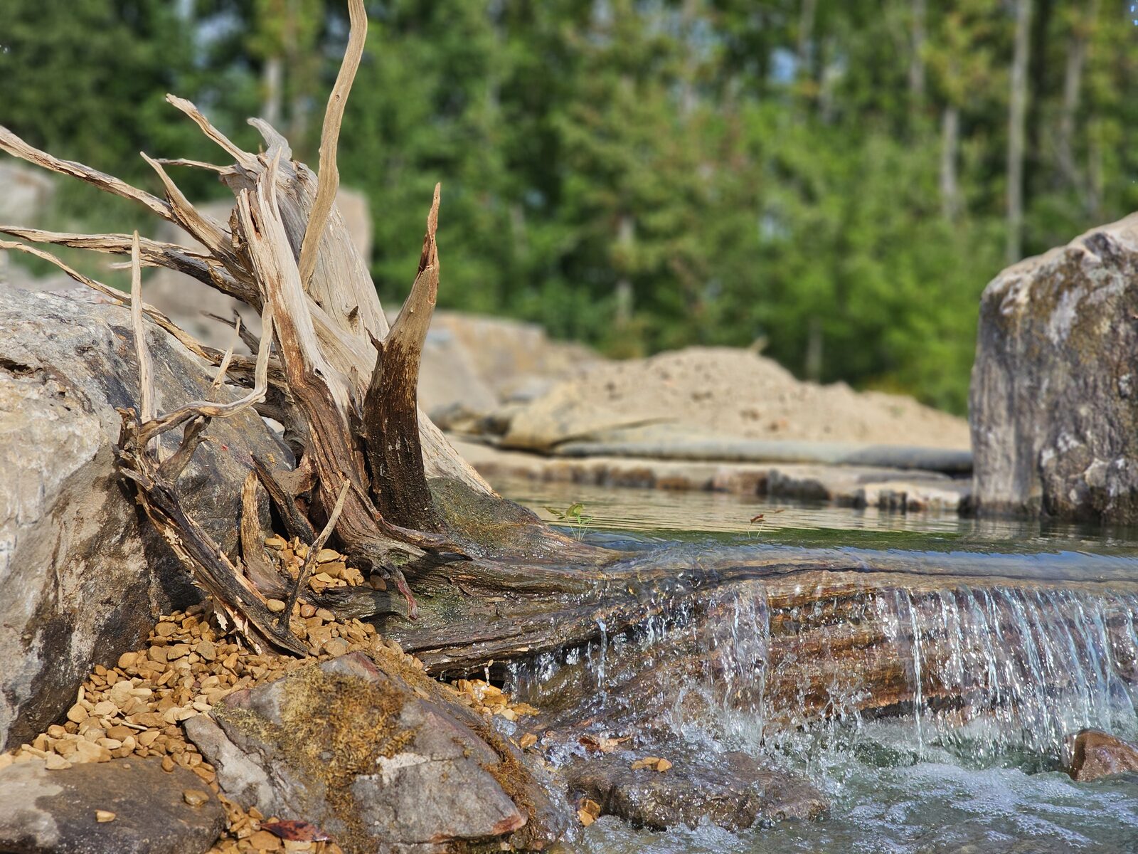 The eastern red cedar stump found on site during construction and worked into the water feature, with water flowing beneath it